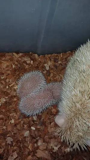 Hedgehog