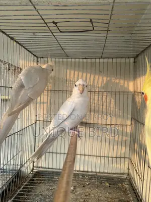 Running Pair