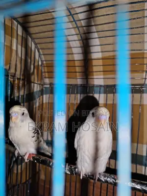 Budgerigar Baby For Sale