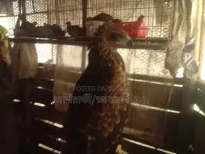 কয়েল পাখী
