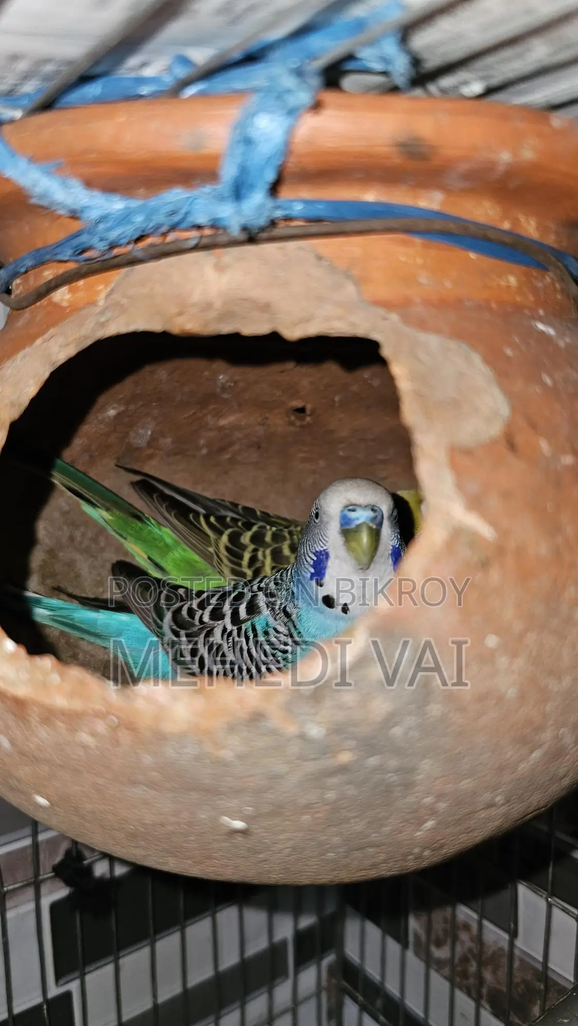 Budgie Birds