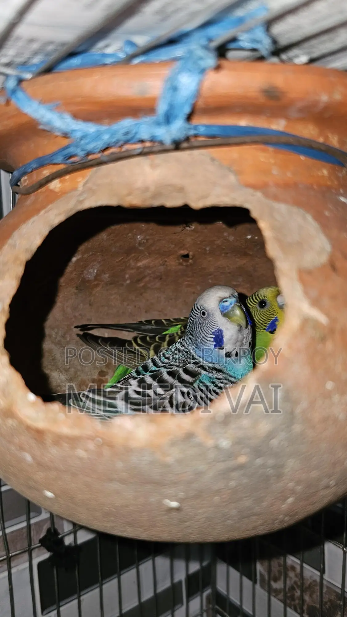 Budgie Birds
