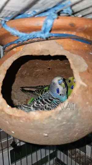 Budgie Birds