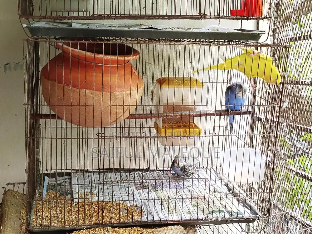 Budgerigar birds