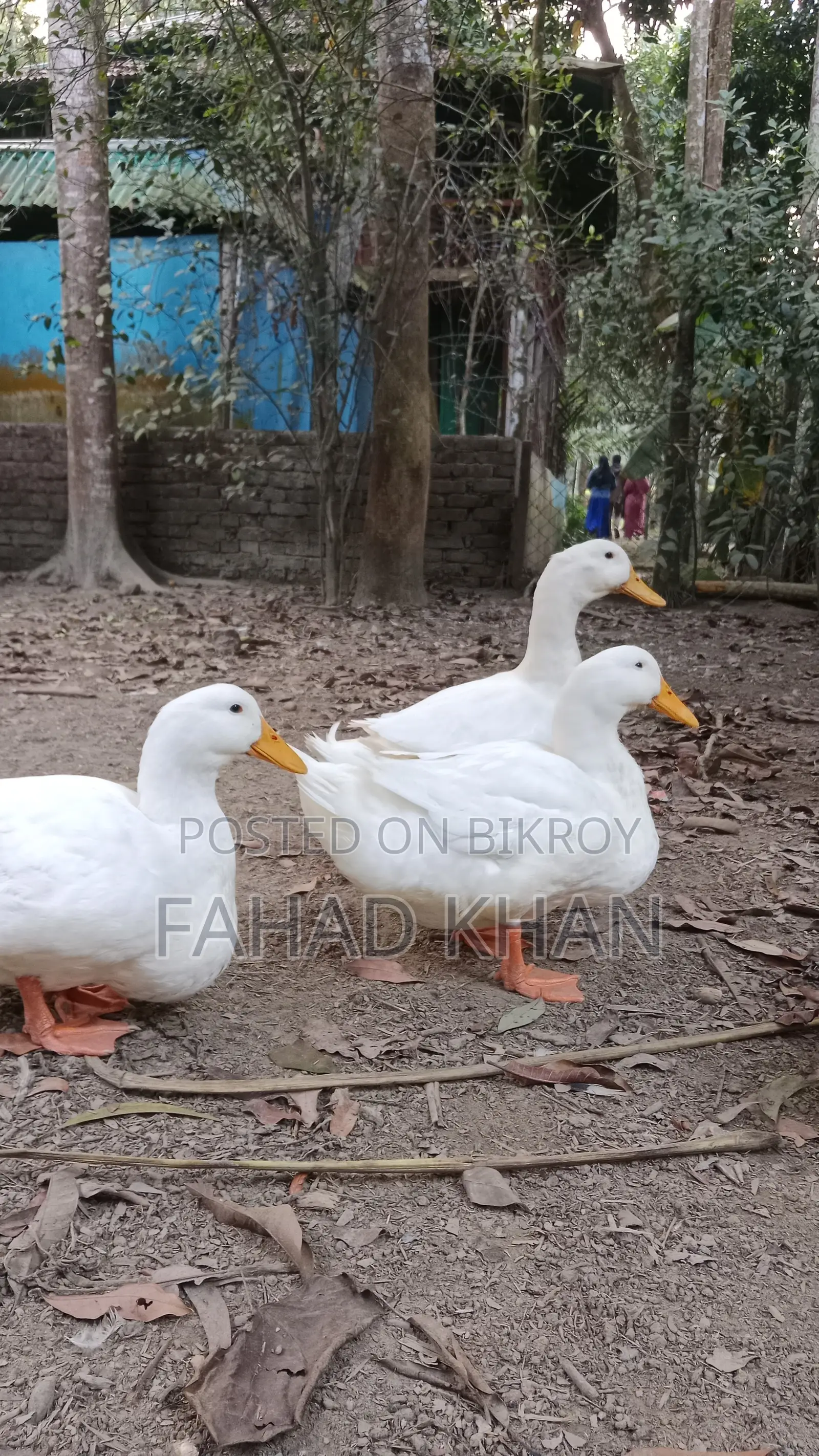 Peking Star 13 Duck Hatching Eggs