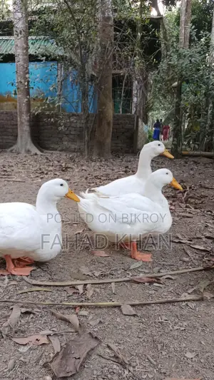 পিকিং স্টার ১৩ হাঁস এর বীজ দিম