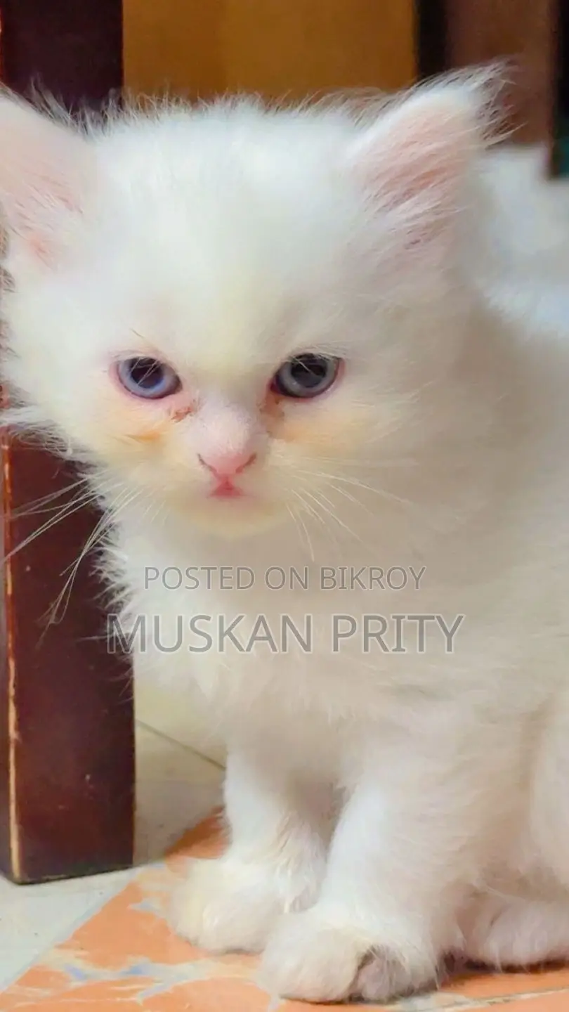 Cat for Sale