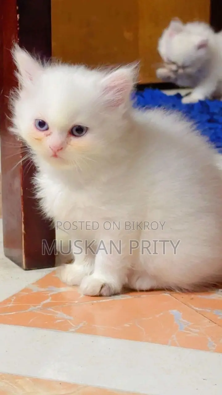 Cat for Sale