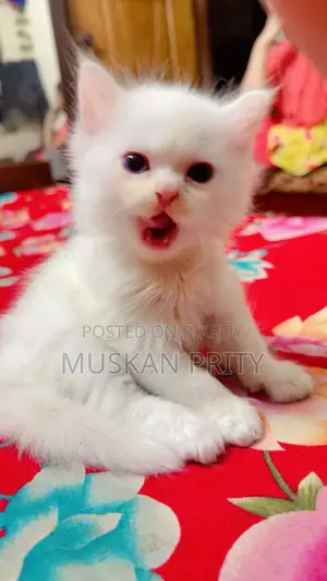 Cat for Sale
