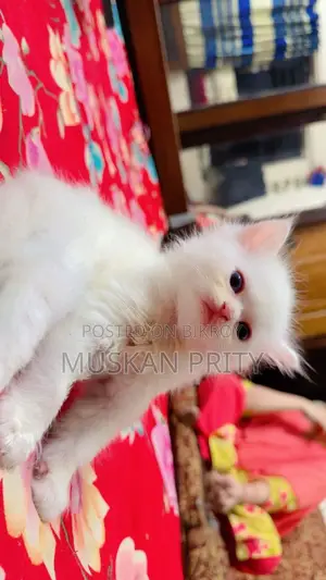 Cat for Sale