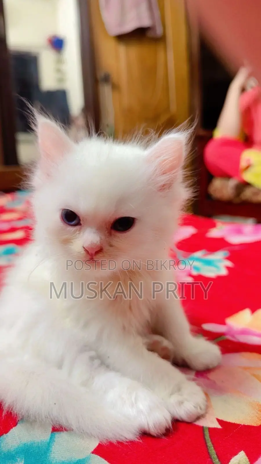 Cat for Sale