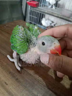 রিংনেক বেবি