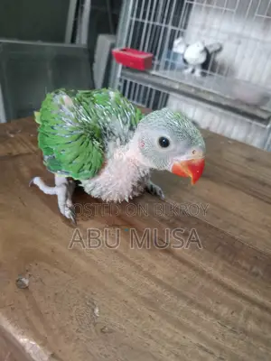 রিংনেক বেবি