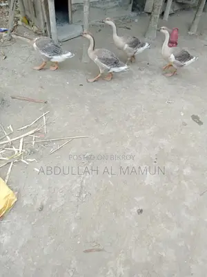 Duck for Sale