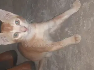 Deowan Cat
