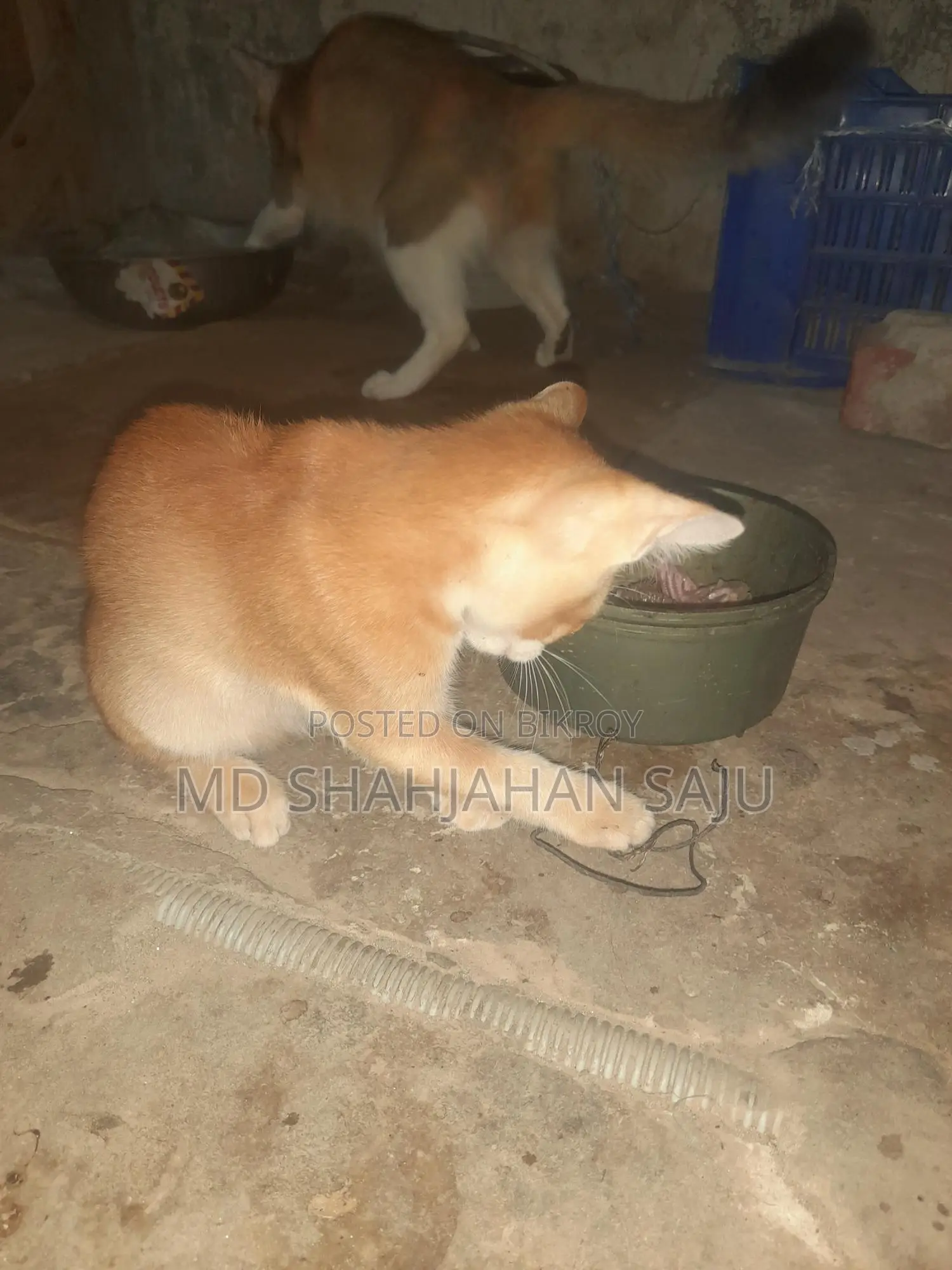 Deowan Cat