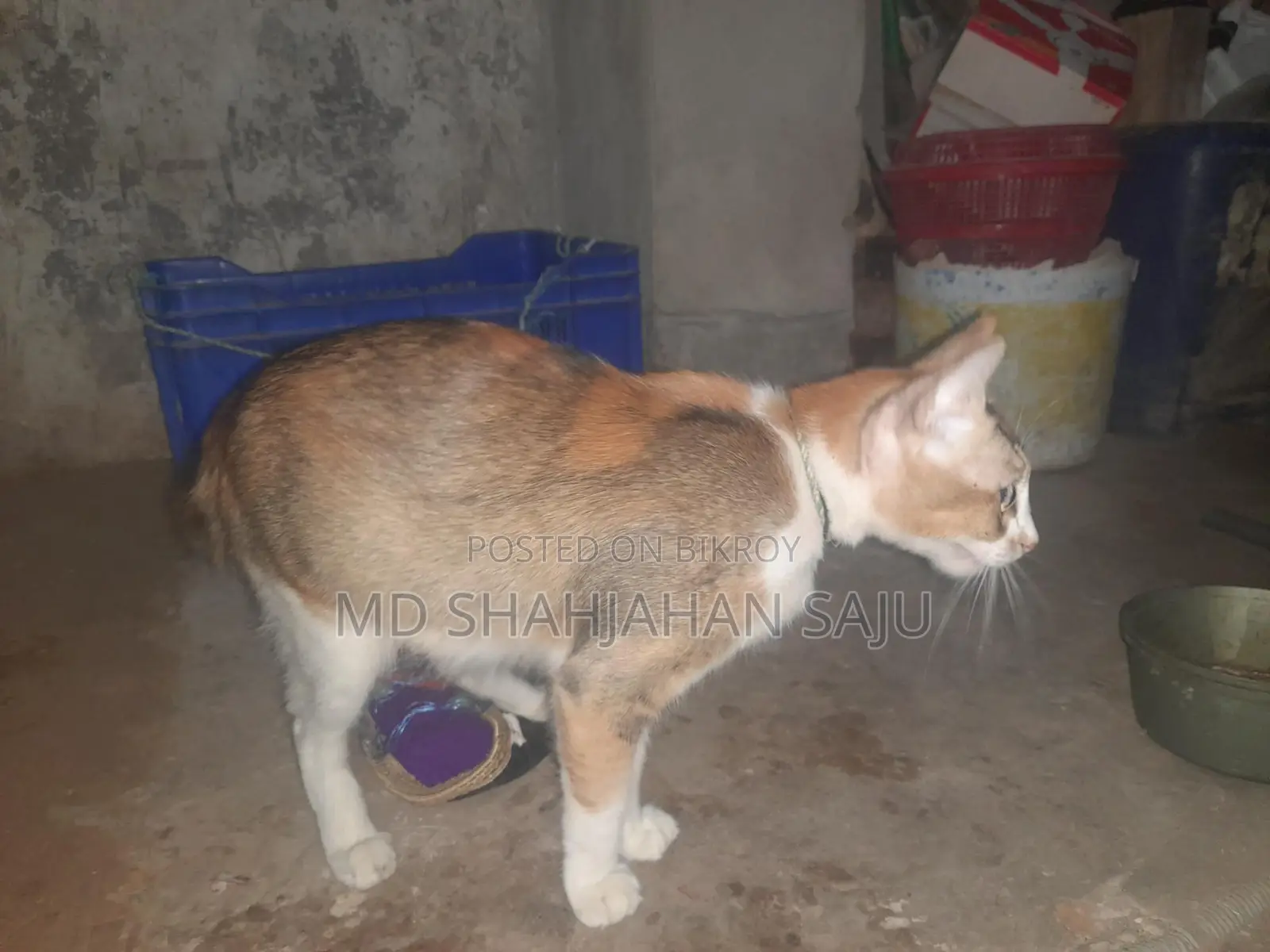 Deowan Cat