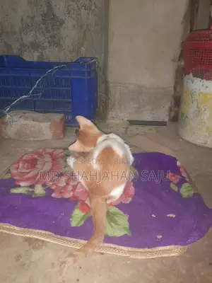 Deowan Cat