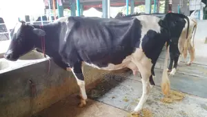১০৪৩নং নিঃসন্ধেহে ৩টি গাভী কিনুন পোষার জন্য ভালো হবে।