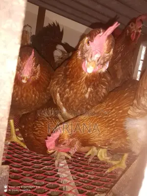 ৫ মাস বয়সের লেয়ার