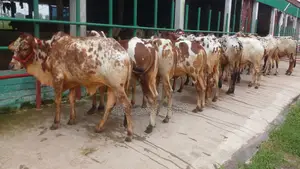 ১০৬৪ নং ৯টি এড়ে কিনুন পোষার জন্য ভালো হবে।
