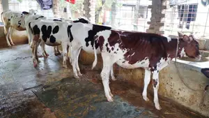 ১০৪২নং নিঃসন্ধেহে ৫টি বকনা কিনুন ভালো হবে ।