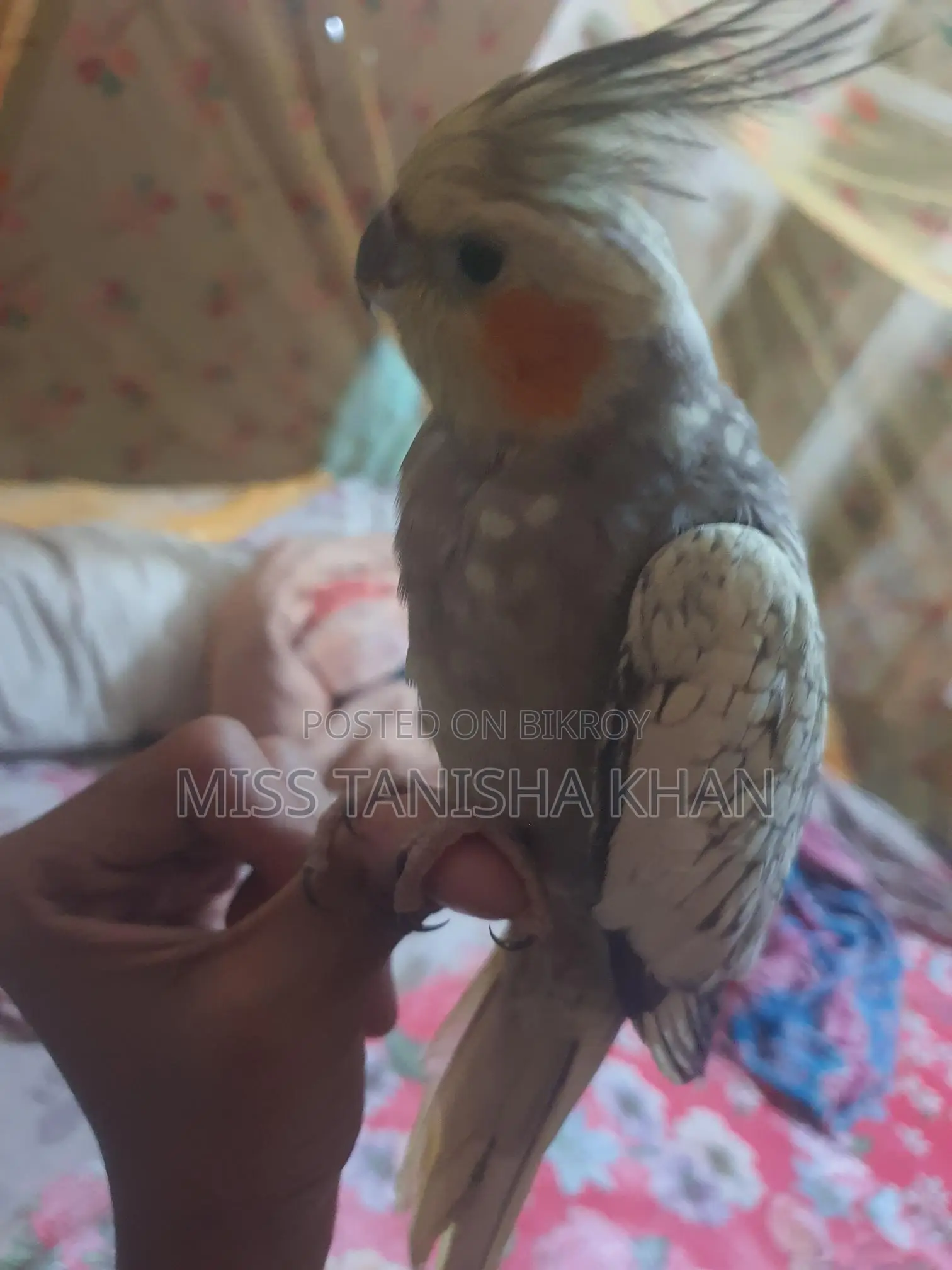 Cockatiel