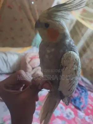 Cockatiel