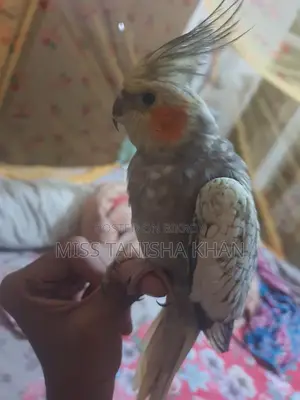 Cockatiel