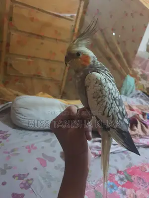 Cockatiel
