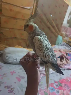 Cockatiel