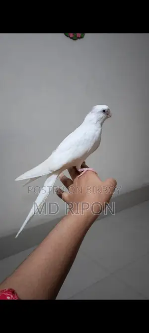Albino Red Eye Tamed Cockatiel, 3 Months Old, Khilgaon