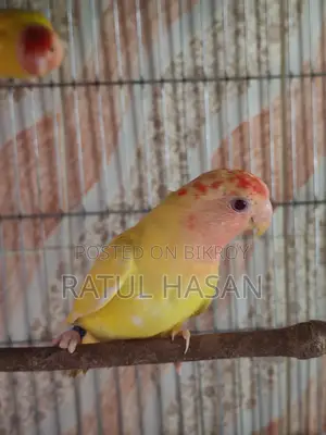 red head oppaline new adult pair
