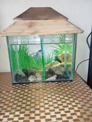 Aquarium for Sale
