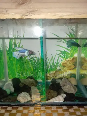 Aquarium for Sale
