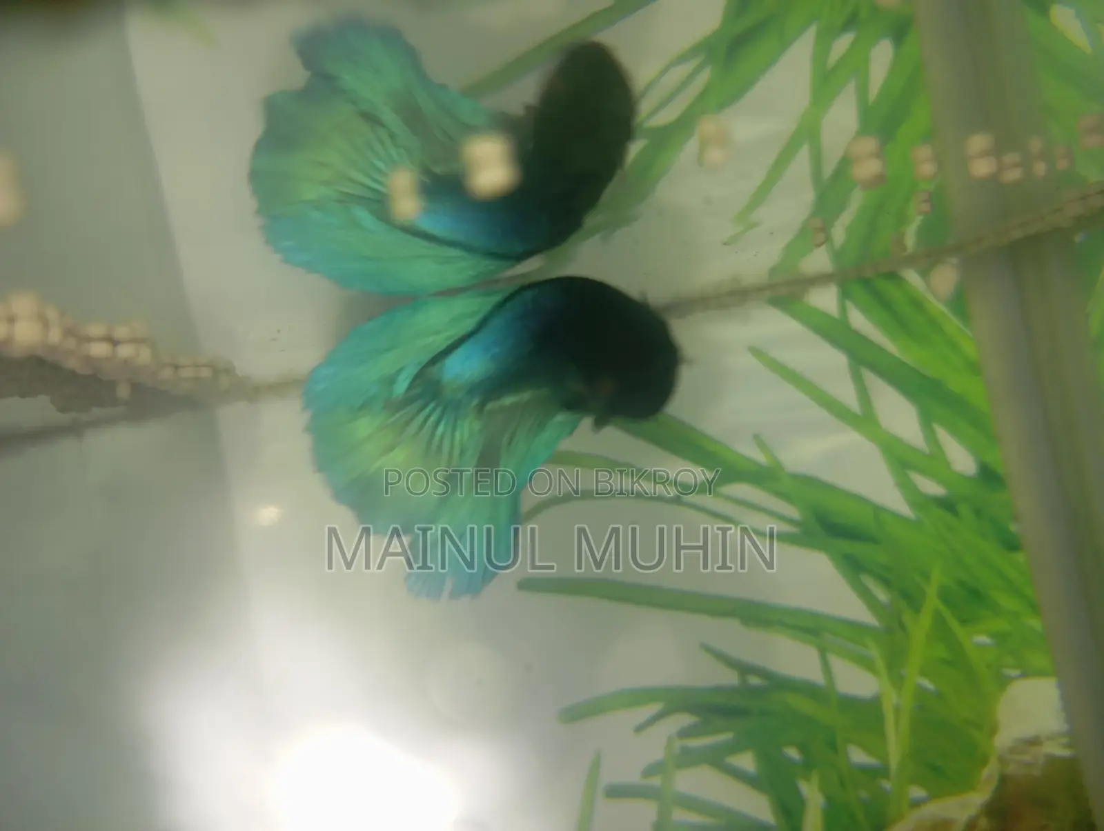 Aquarium for Sale