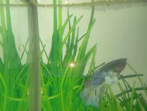 Aquarium for Sale