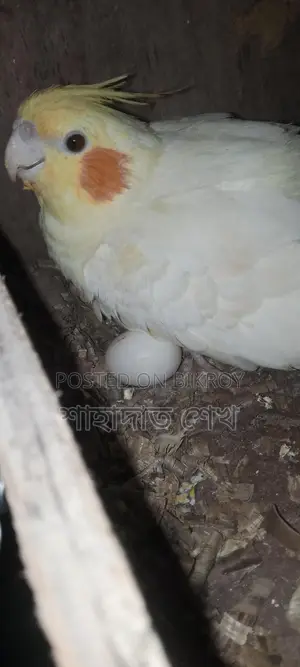 Lutino Pall Cockatiel