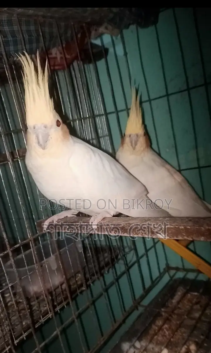 Lutino Pall Cockatiel