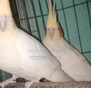 Lutino Pall Cockatiel