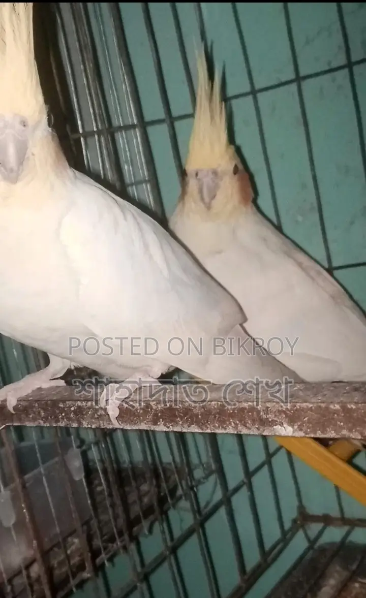 Lutino Pall Cockatiel