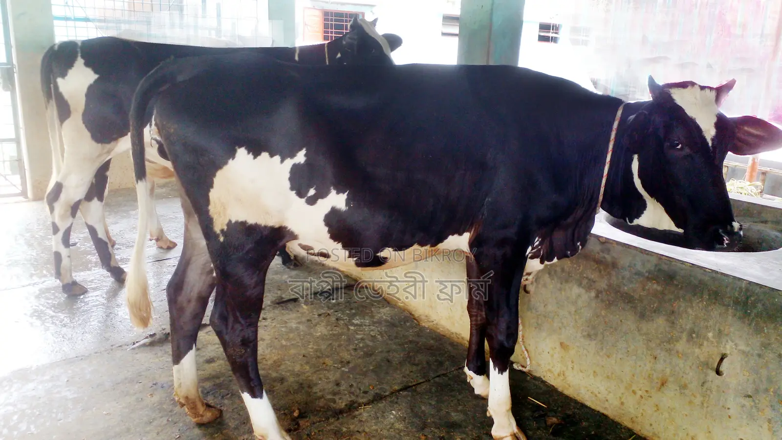 ১০৩৩ নং পোষার জন্য ভালো জাতের ২টি বকনা কিনুন।