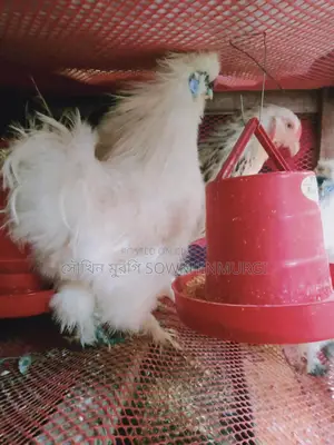 শট সিল্কি মুরগির বীজ ডিম প্রতি