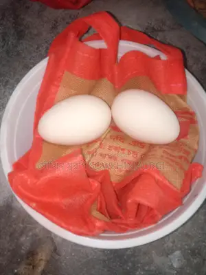 Short Silkie Chicken Hatching Eggs Each