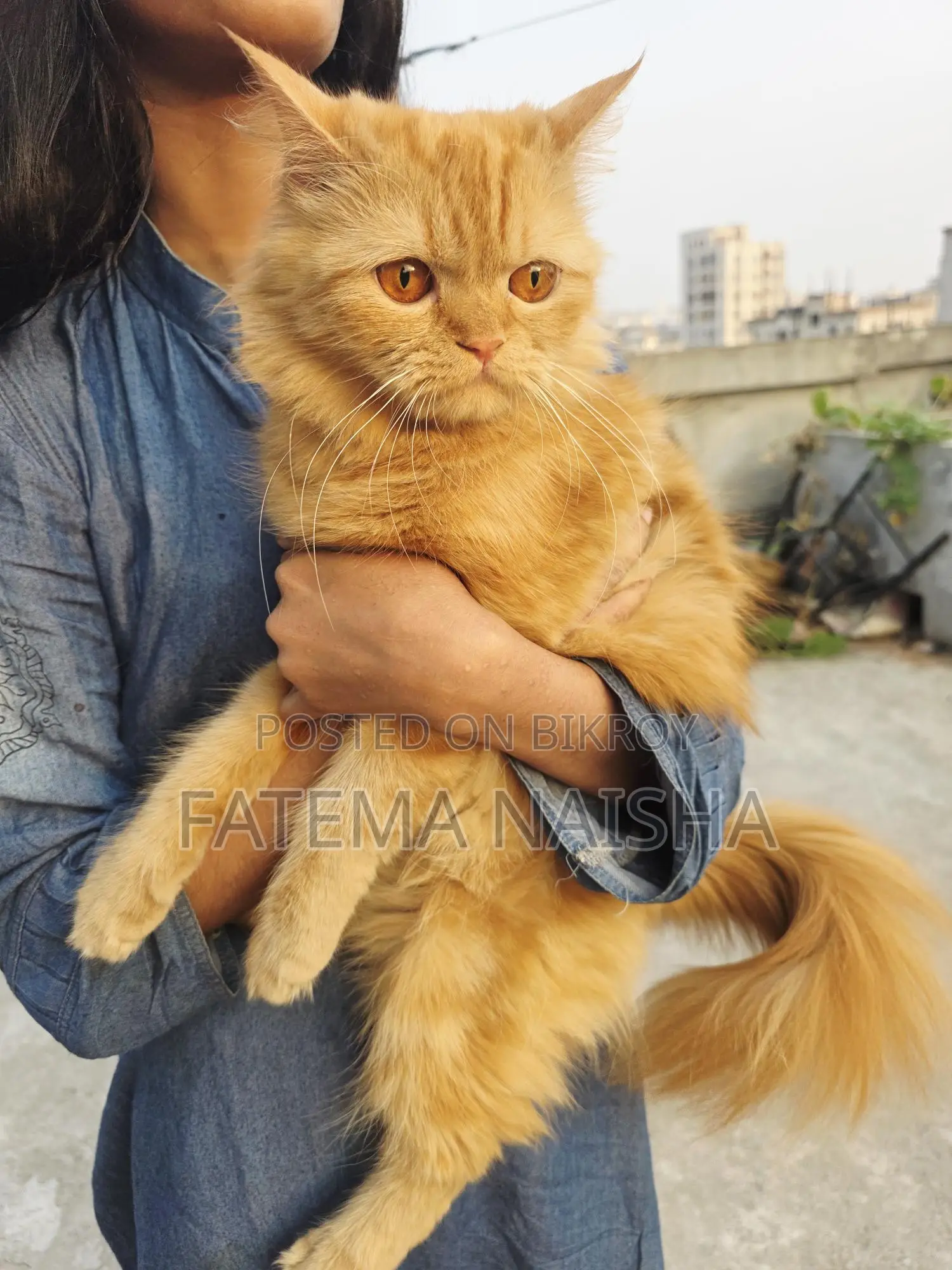 Traditional Persian New Adult Female