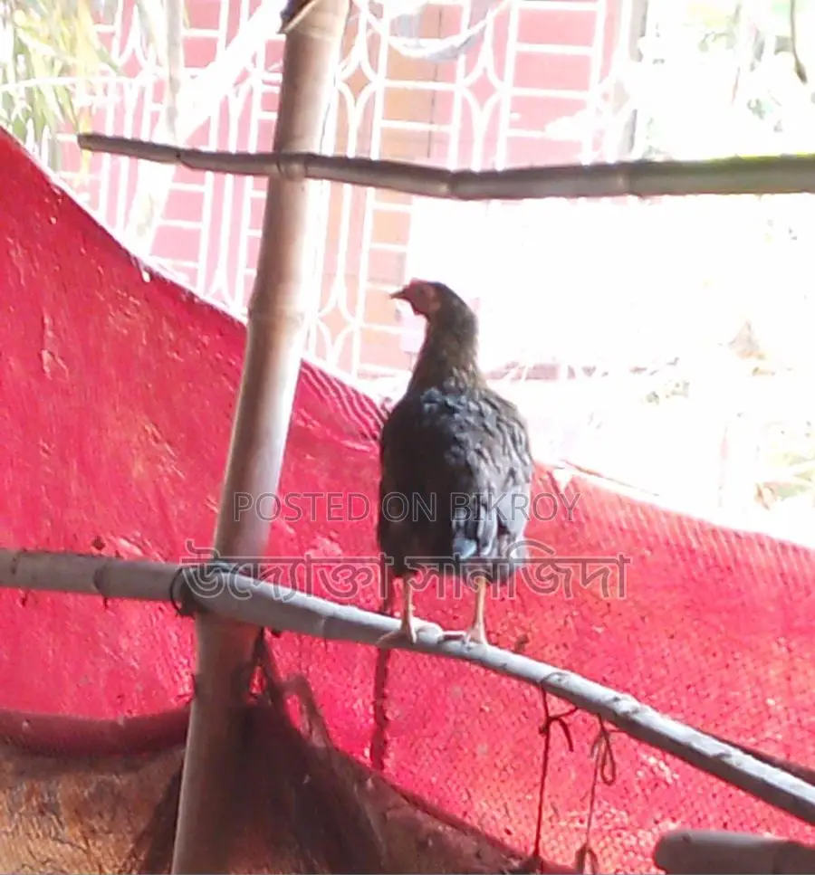 ১ জোড়া টার্কি মুরগি বিক্রি করা হবে
