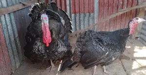 ১ জোড়া টার্কি মুরগি বিক্রি করা হবে