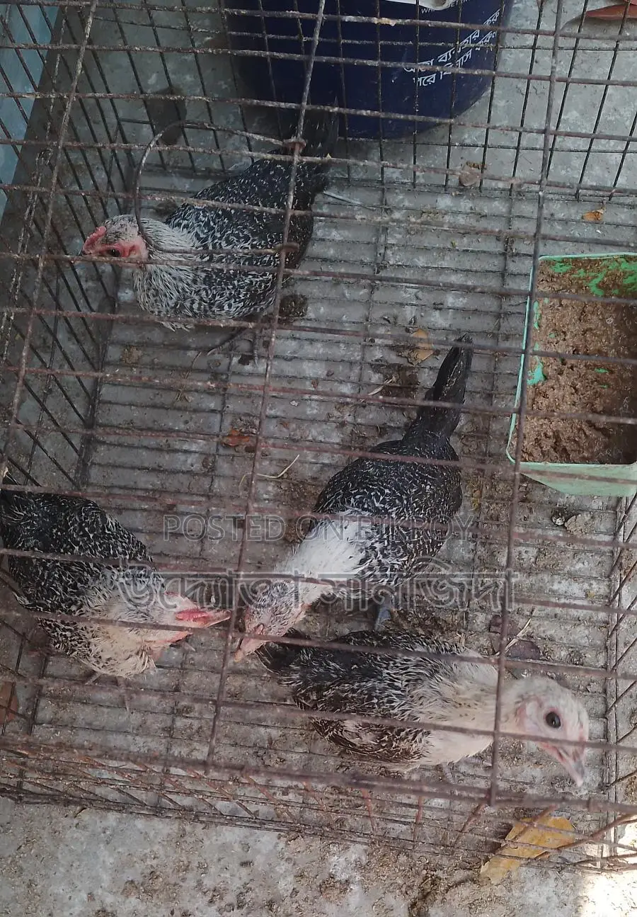 ১ জোড়া টার্কি মুরগি বিক্রি করা হবে