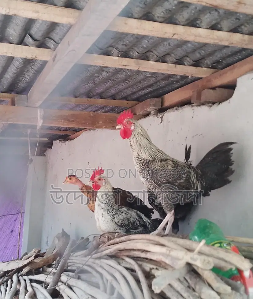 ১ জোড়া টার্কি মুরগি বিক্রি করা হবে