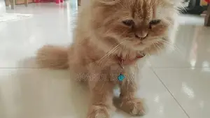 Ginger Persian Cat